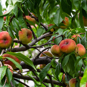 Pfirsich Saturn - Willemse