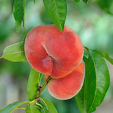 Verkauf Pfirsich Saturn