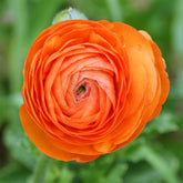 Asiatische Ranunkeln Orange (x10) - Ranunculus asiaticus Orange - Willemse