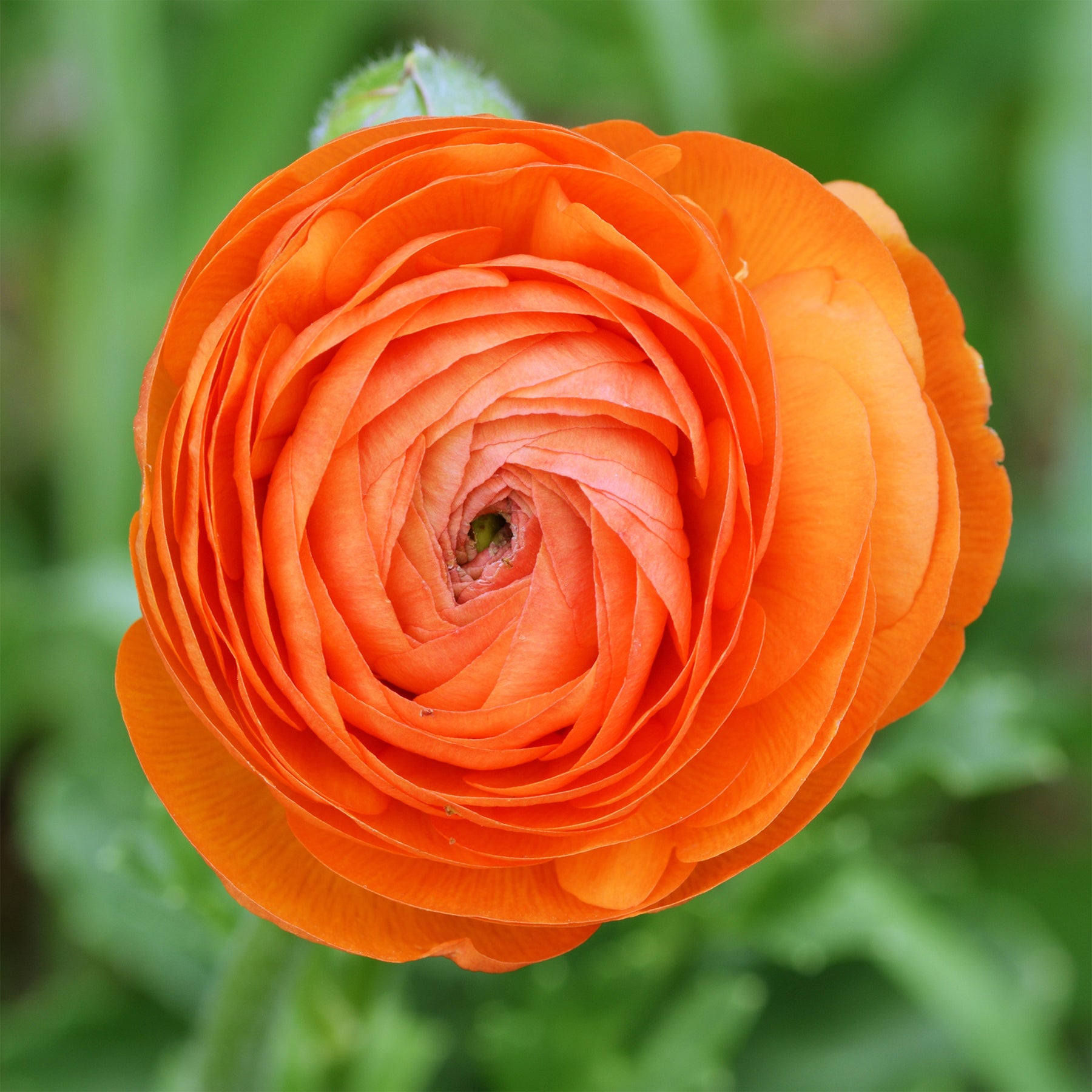 Asiatische Ranunkeln Orange (x10) - Ranunculus asiaticus Orange - Willemse