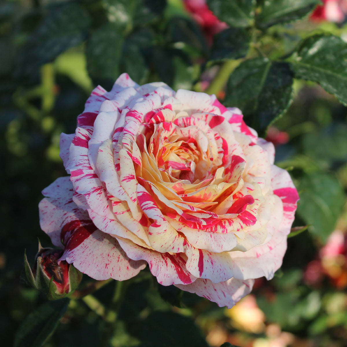 Rosen - Abrakadabra-Rose - Rosa Abracadabra® Koramsaro