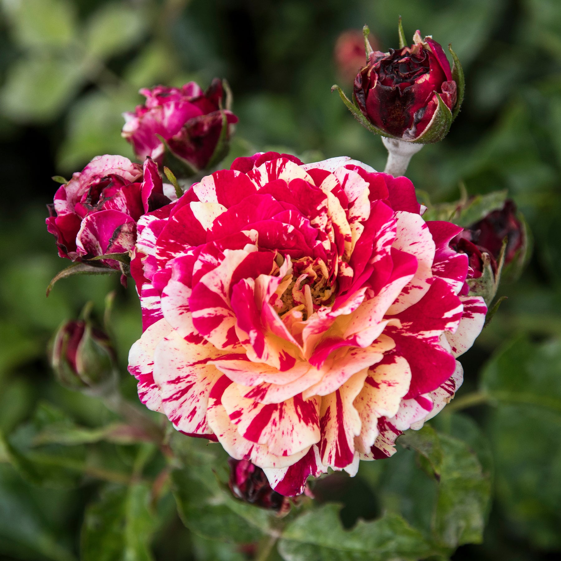 Beetrose 'Abracadabra'® - Rosa Abracadabra® Koramsaro - Willemse