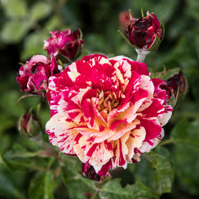 Beetrose 'Abracadabra'® - Rosa Abracadabra® Koramsaro - Willemse