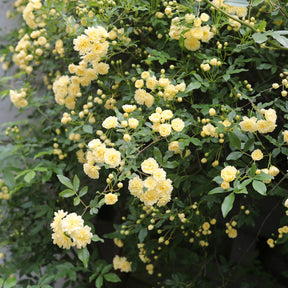 Kletterrosen - Banks-Rose gelb - Rosa banksiae Lutea