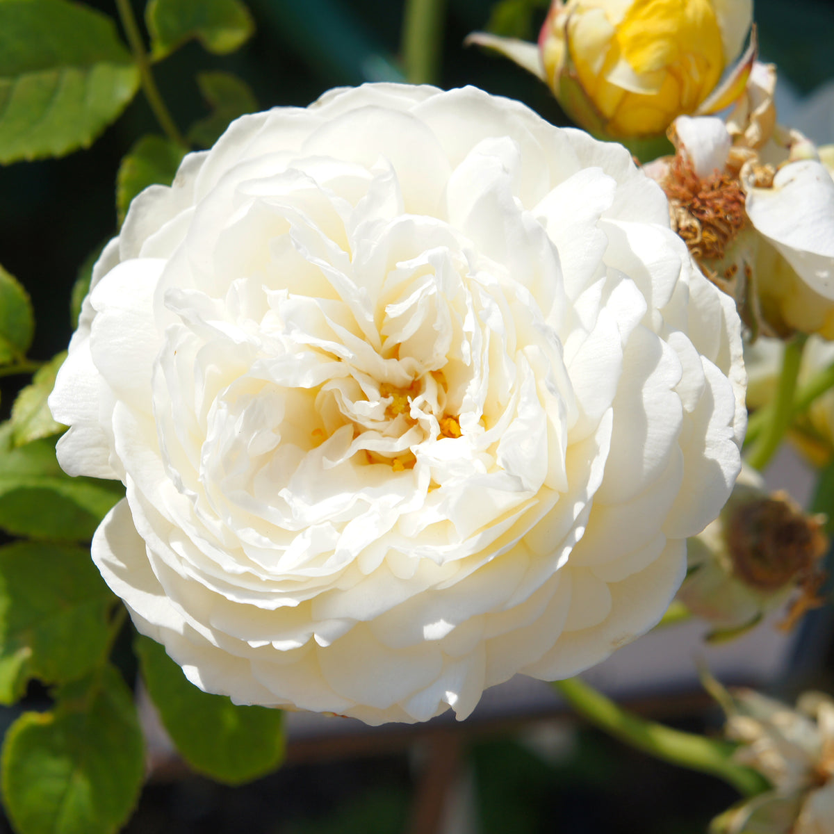 Englische Rose ‘Claire Austin’® - Willemse