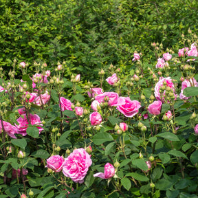 Englische Kletterrose 'Gertrude Jekyll'® - Willemse
