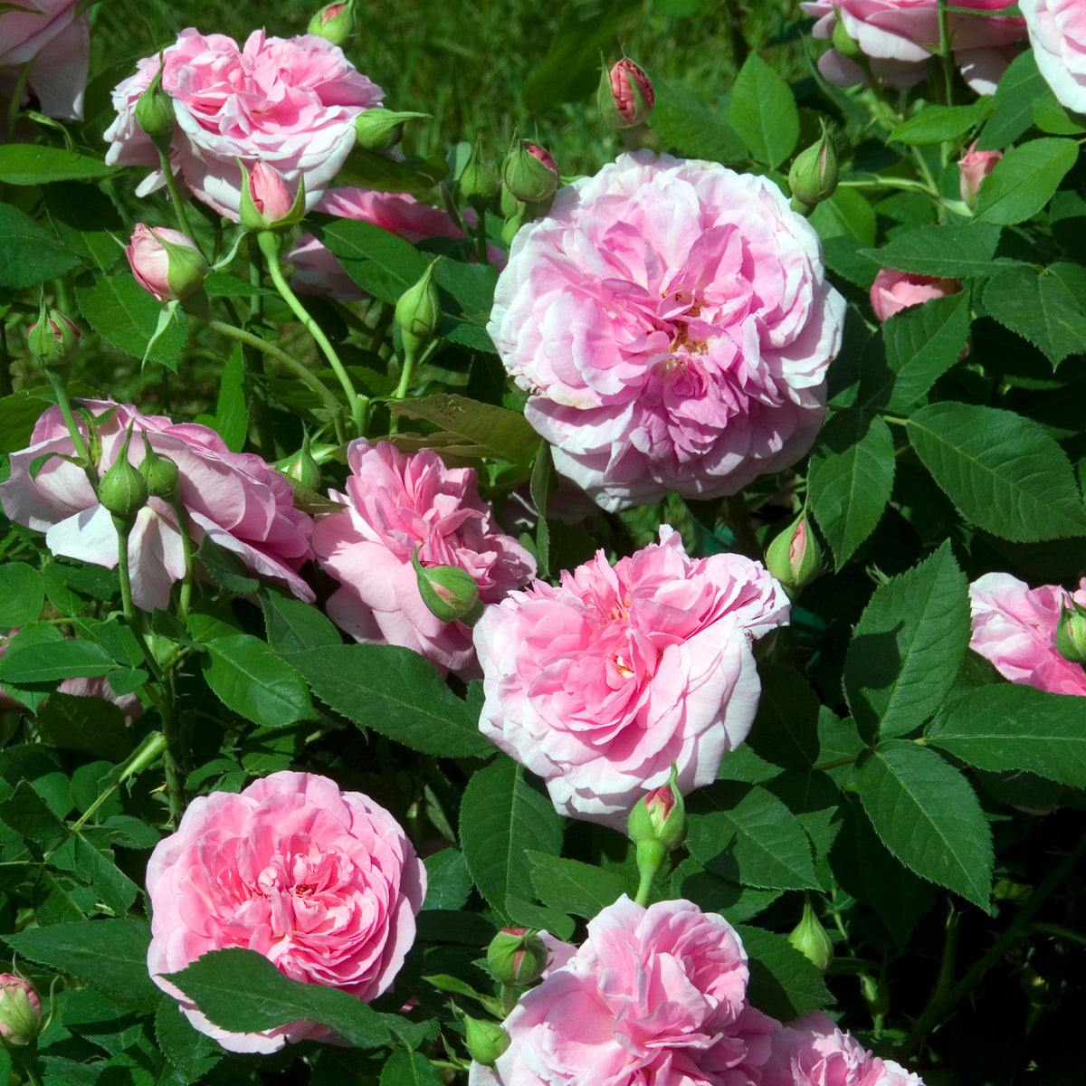 Gertrude Jekyll® Kletterrose - Rosa Gertrude Jekyll® Ausbord - Willemse