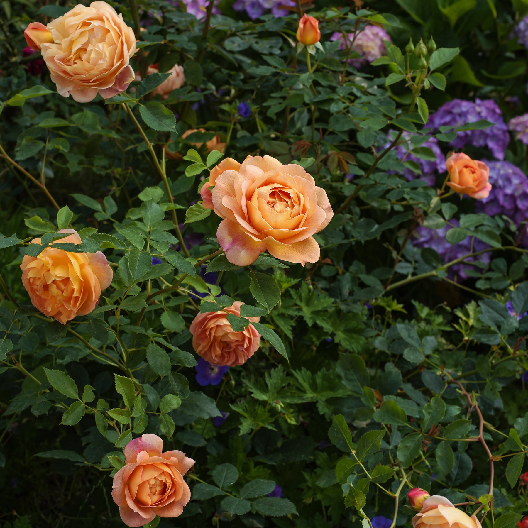 Englische Rose 'Lady of Shalott'® - Rosa Lady of Shalott® Ausnyson - Willemse