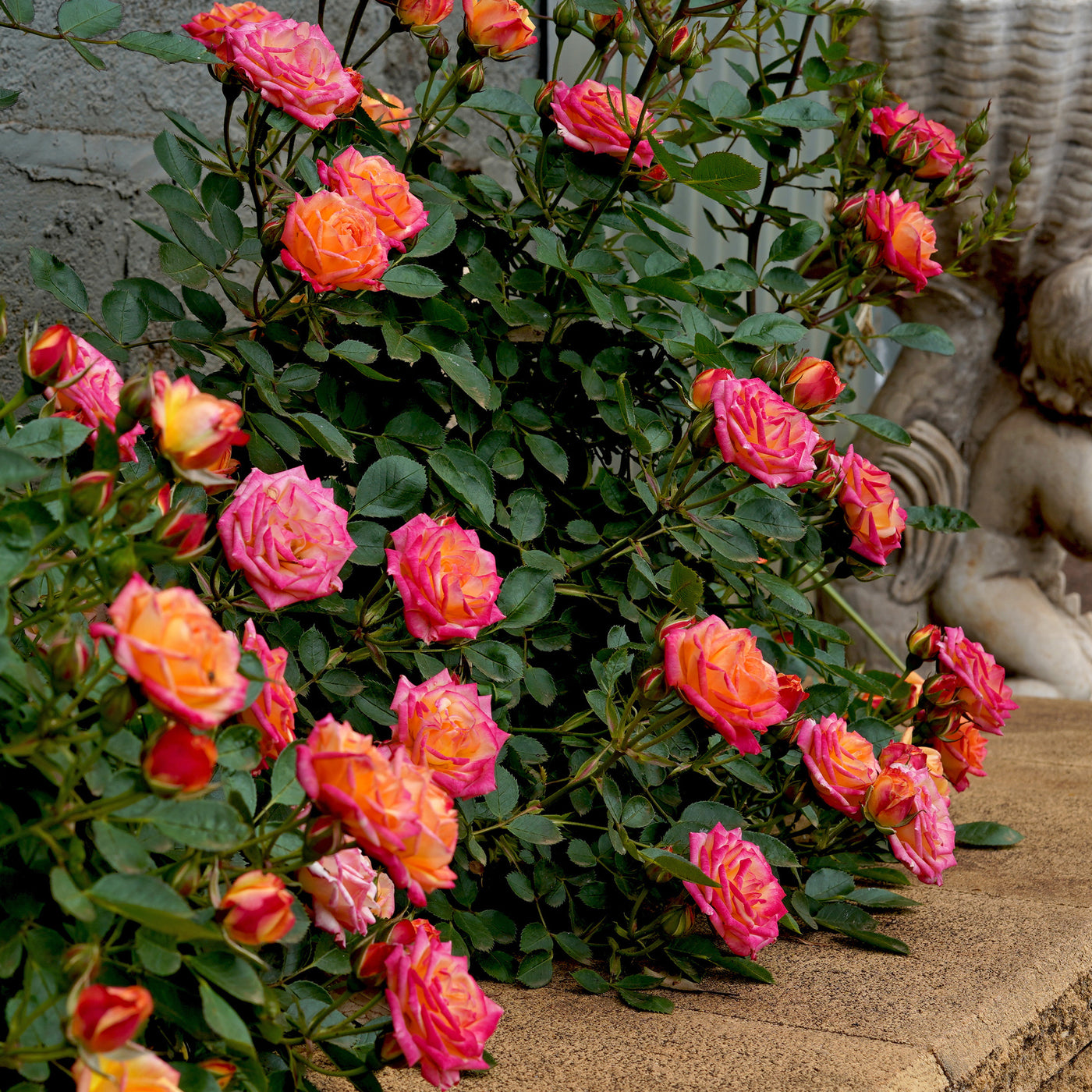 Zwergrose Little Sunset® - Rosa Little Sunset® - Willemse