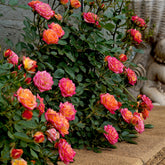 Zwergrose Little Sunset® - Rosa Little Sunset® - Willemse