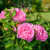 Historische Rose ‘Louise Odier’ - Rosa Louise Odier - Willemse