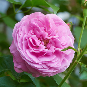 Historische Rose ‘Louise Odier’ - Willemse