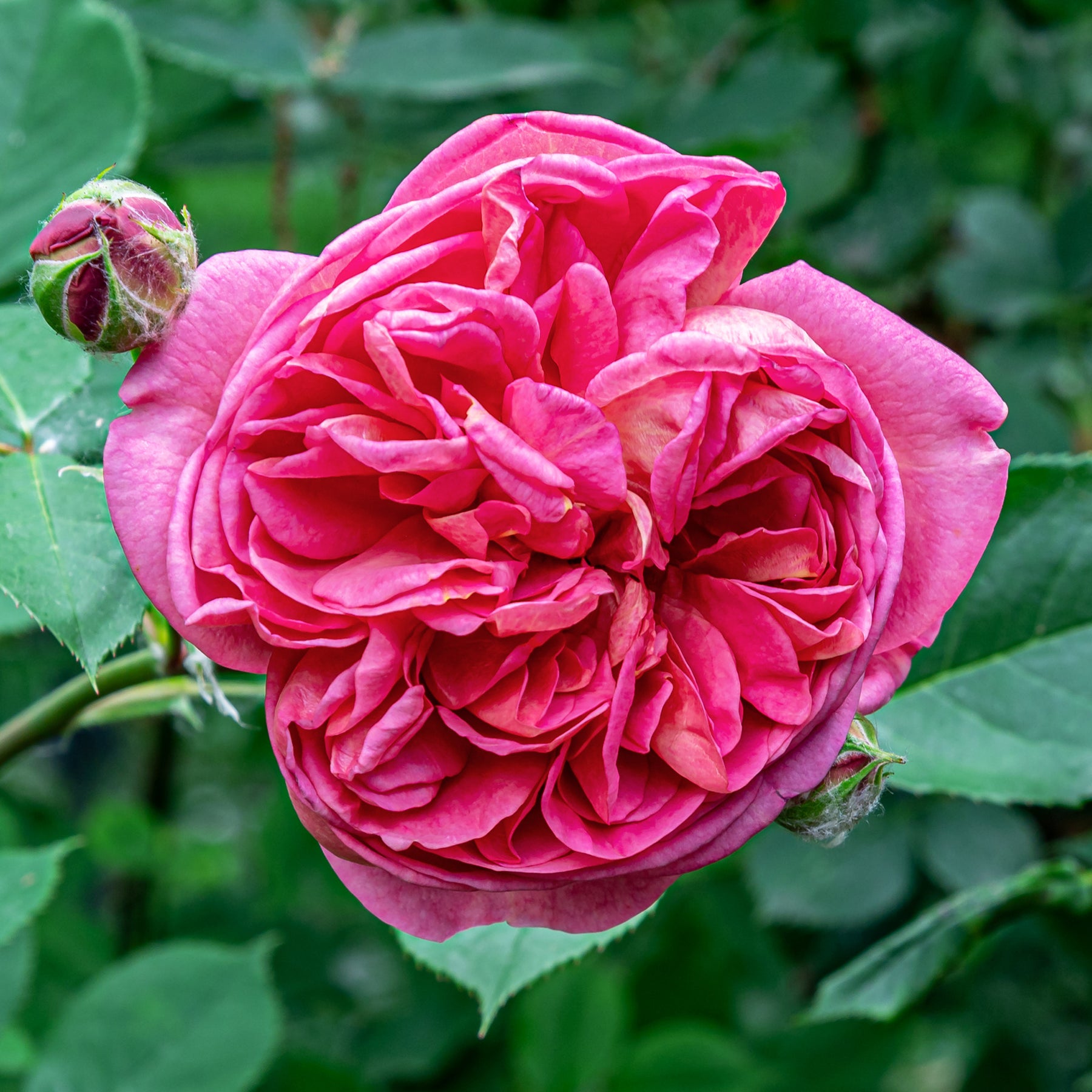 Bourbonrose 'Madame Isaac Pereire' - Rosa Madame Isaac Pereire - Willemse