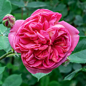 Bourbonrose 'Madame Isaac Pereire' - Rosa Madame Isaac Pereire - Willemse