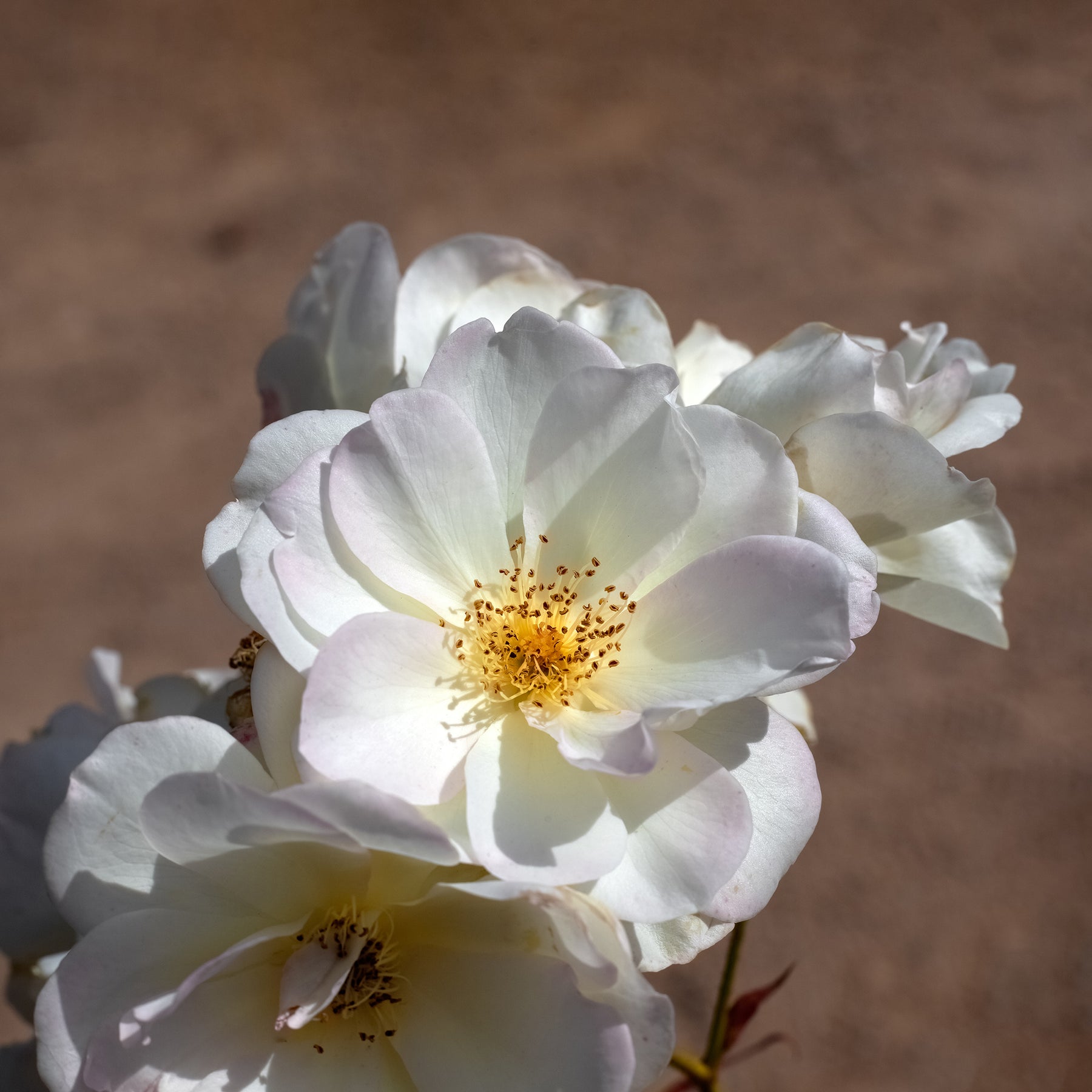 Strauchrose ‘Penelope’ - Rosa moschata Pénélope - Willemse