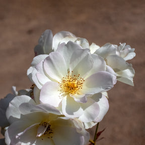Strauchrose ‘Penelope’ - Rosa moschata Pénélope - Willemse