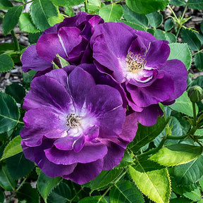 Rosen - Beetrose ‘Rhapsody in Blue’® - Rosa Rhapsody in Blue® Frantasia