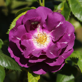 Beetrose ‘Rhapsody in Blue’® - Willemse