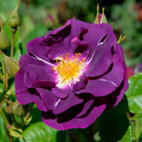 Beetrose ‘Rhapsody in Blue’® - Rosen - Willemse