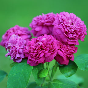 Historische Rose 'Rose de Rescht' - Rosa Rose de Rescht - Willemse
