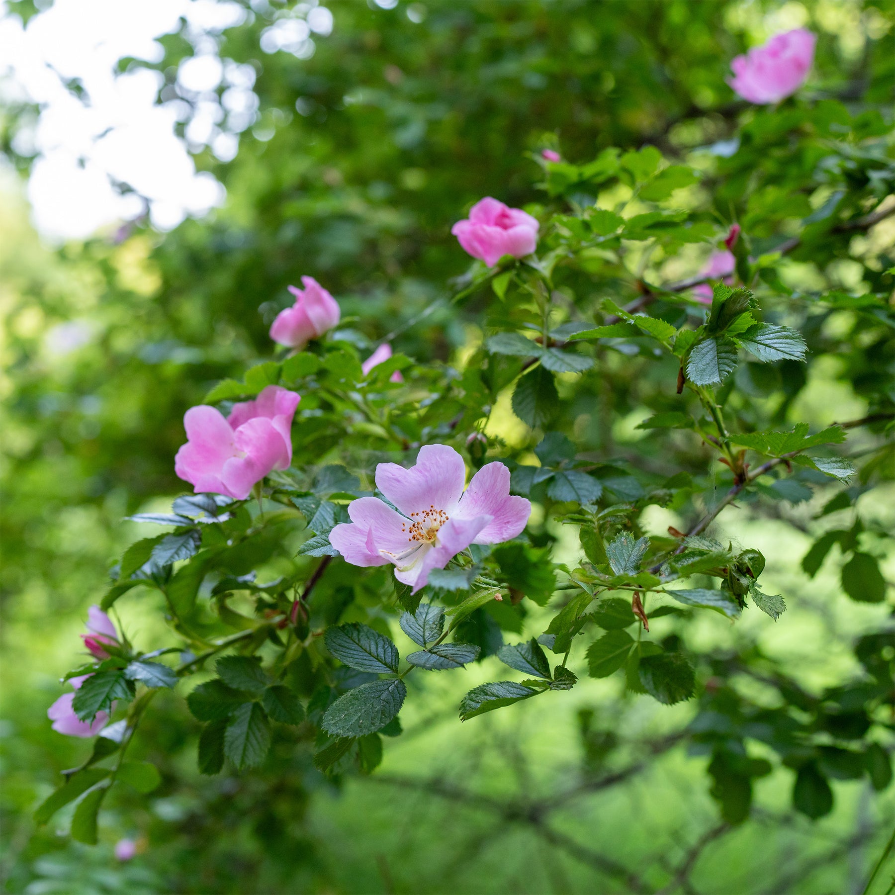 Rosa rubiginosa - Rostfarbene Rose - Rosen
