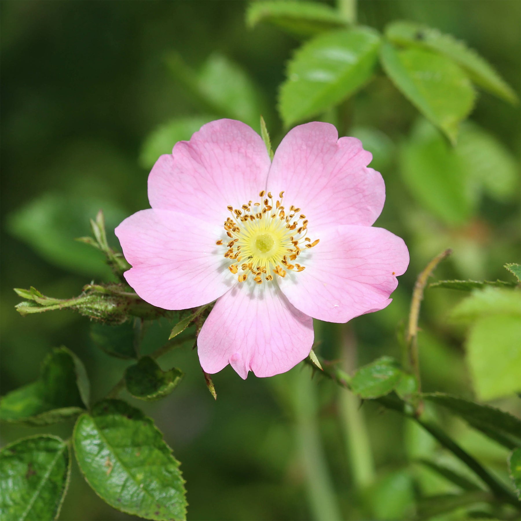 Rostfarbene Rose - Willemse