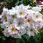 Rose Sally Holmes - Rosa Sally Holmes - Willemse