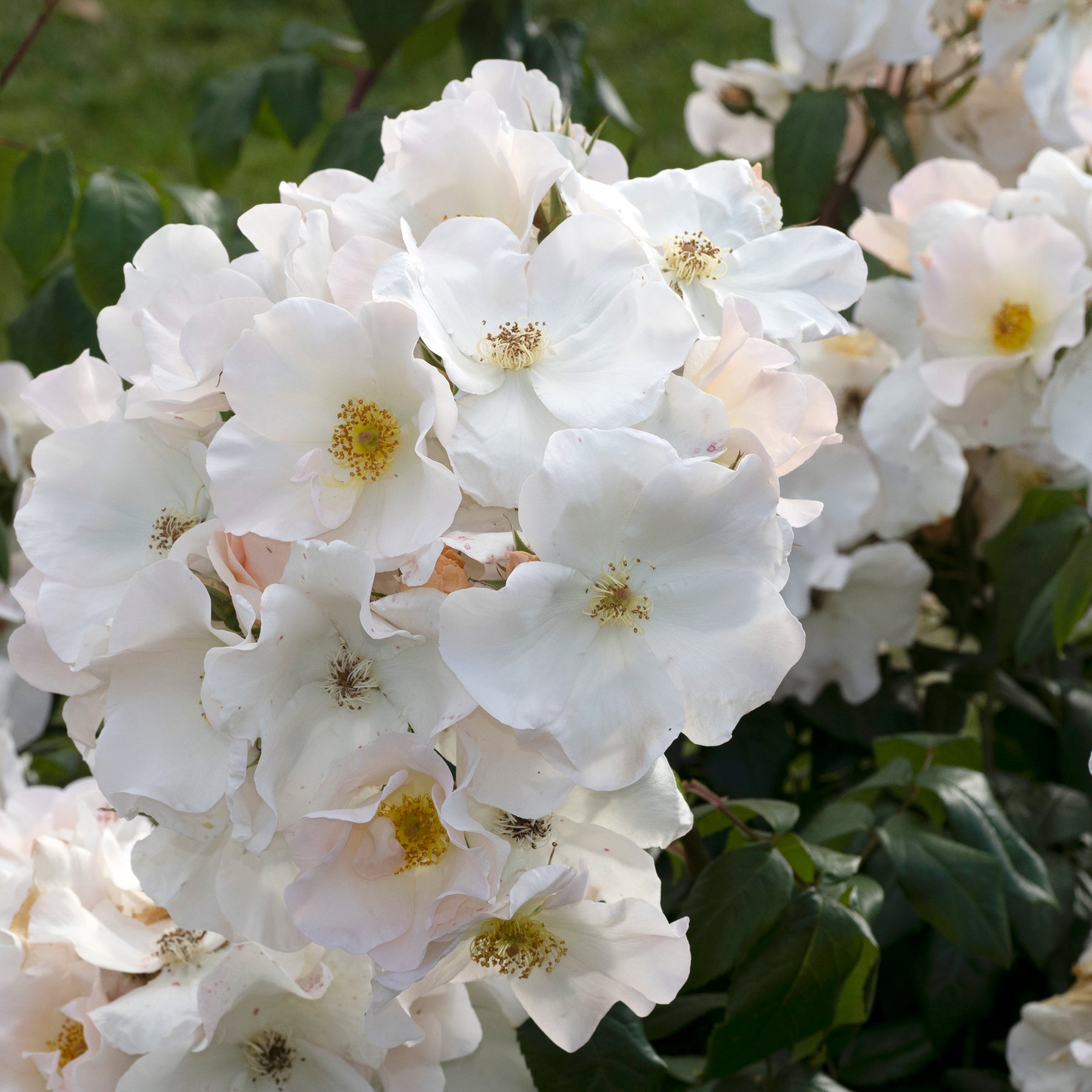 Rosen - Rose Sally Holmes - Rosa Sally Holmes