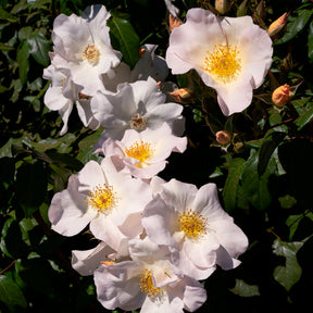 Rose Sally Holmes - Rosa Sally Holmes - Willemse