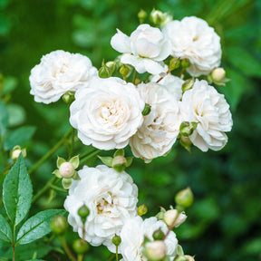 Bodendeckerrose 'Sea Foam' - Willemse