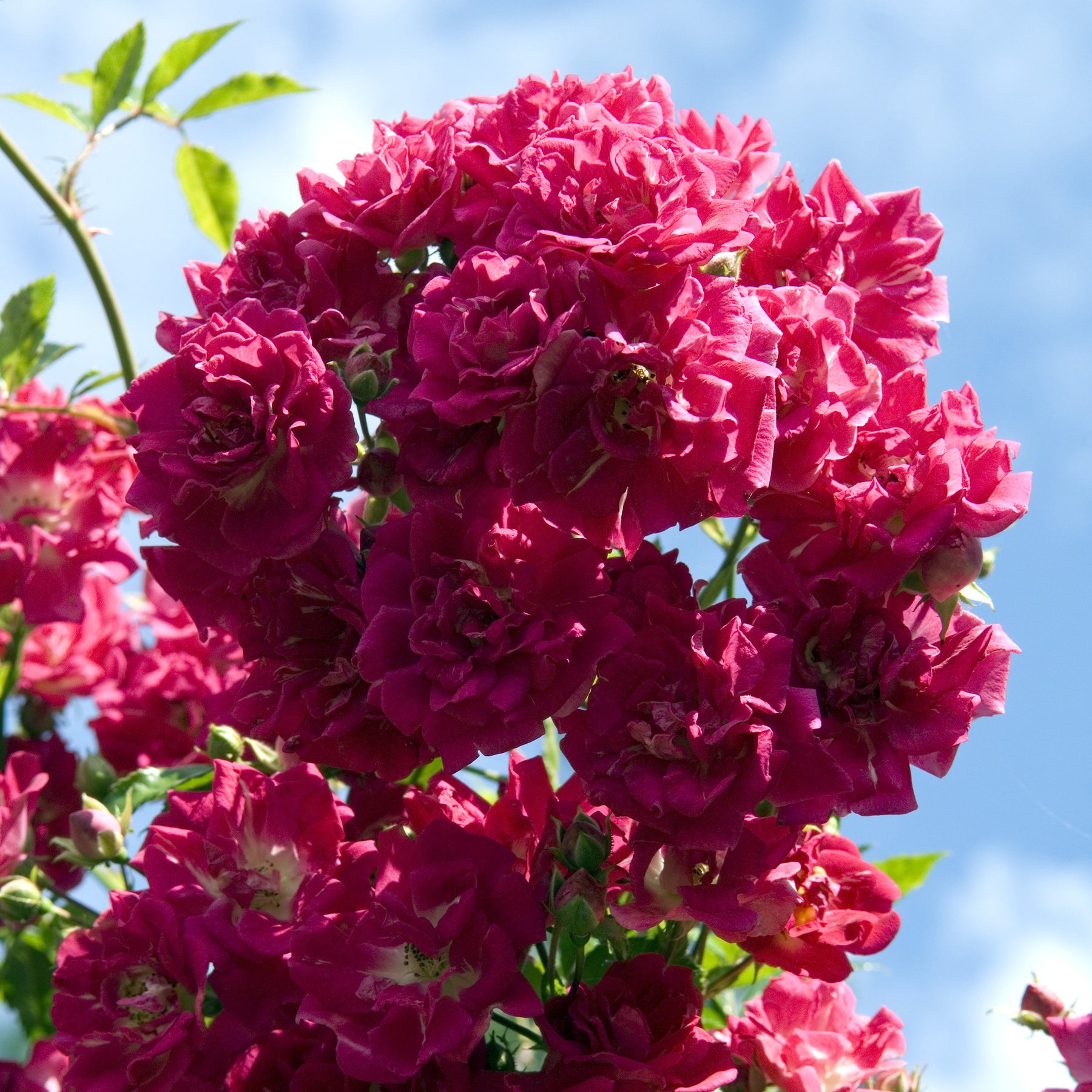 Kletterrose ‘Super Excelsa’® - Rosa Super Excelsa® - Willemse