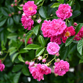 Rosenstrauch Astrid Gräfin von Hardenberg ® - Rosa astrid gräfin von hardenberg ® - Willemse