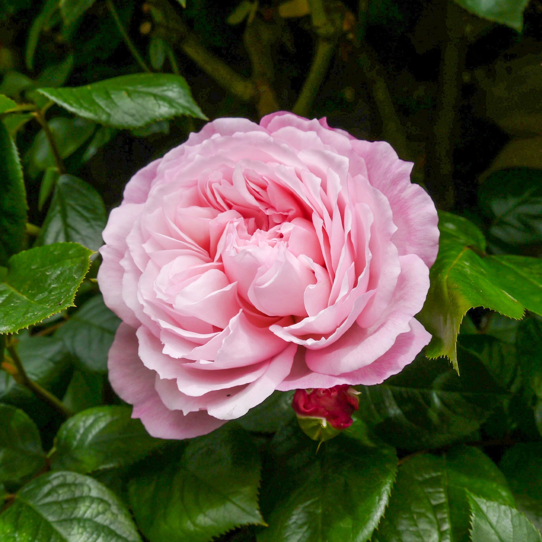 Rose The Generous Gardener® - Willemse