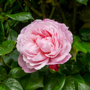 Rose The Generous Gardener® - Willemse