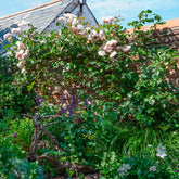 Rose The Generous Gardener® - Rosa The Generous Gardener® Ausdrawn - Willemse