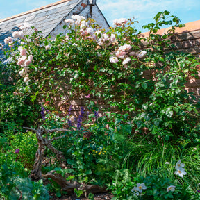 Rose The Generous Gardener® - Rosa The Generous Gardener® Ausdrawn - Willemse