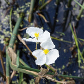 Sagittaria graminiforme aquatisch - Willemse