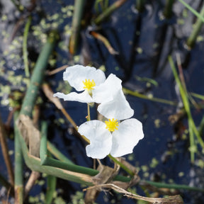 Sagittaria graminiforme aquatisch - Willemse