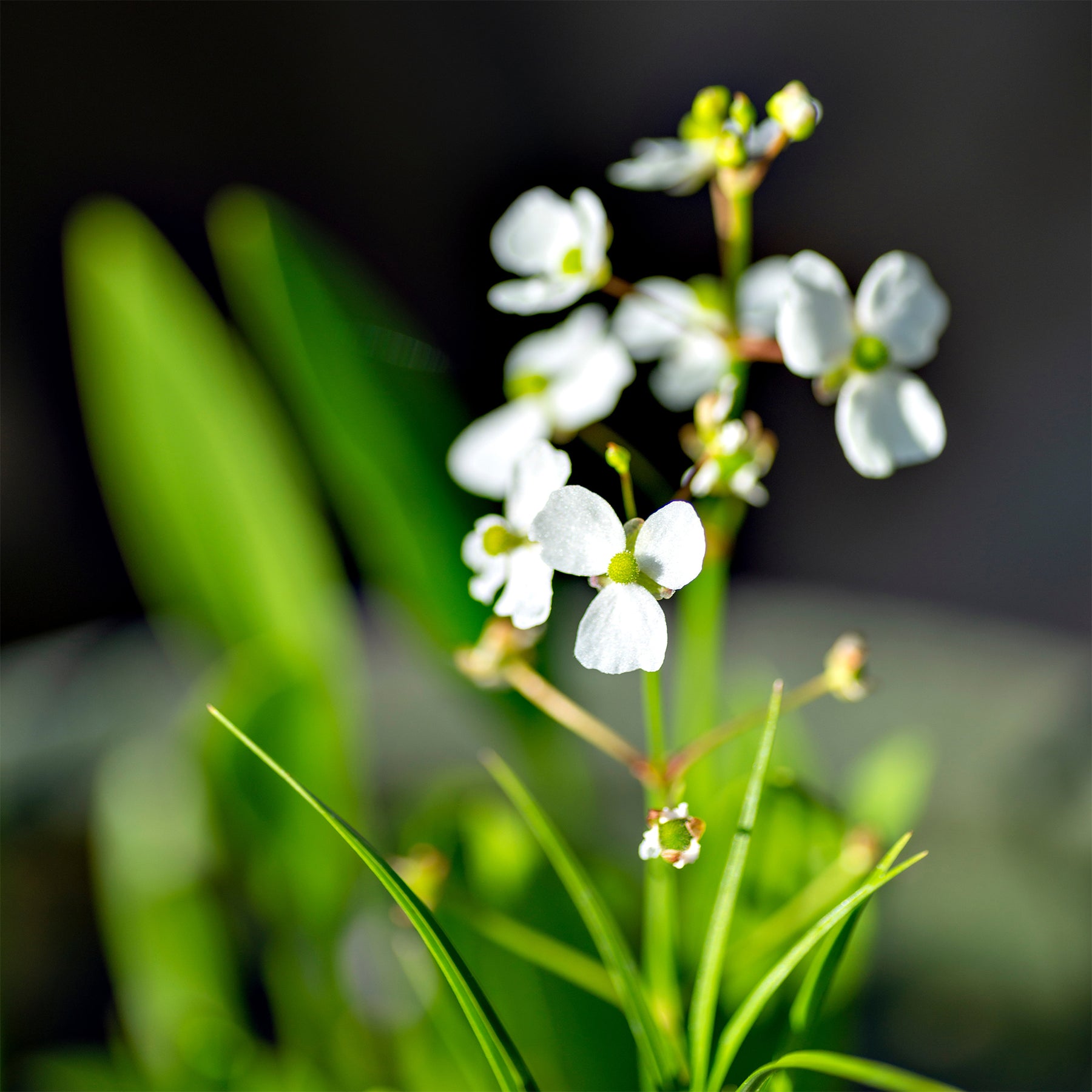 Grasartiges Pfeilkraut - Sagittaria graminea - Willemse