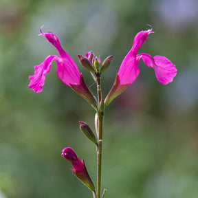 Strauchsalbei ‘Cerro Potosi’ - Salvia microphylla Cerro Potosi - Willemse