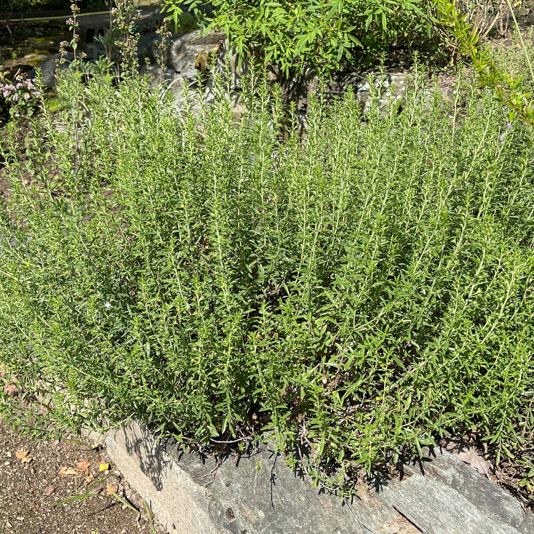 Bohnenkraut - Satureja - Willemse