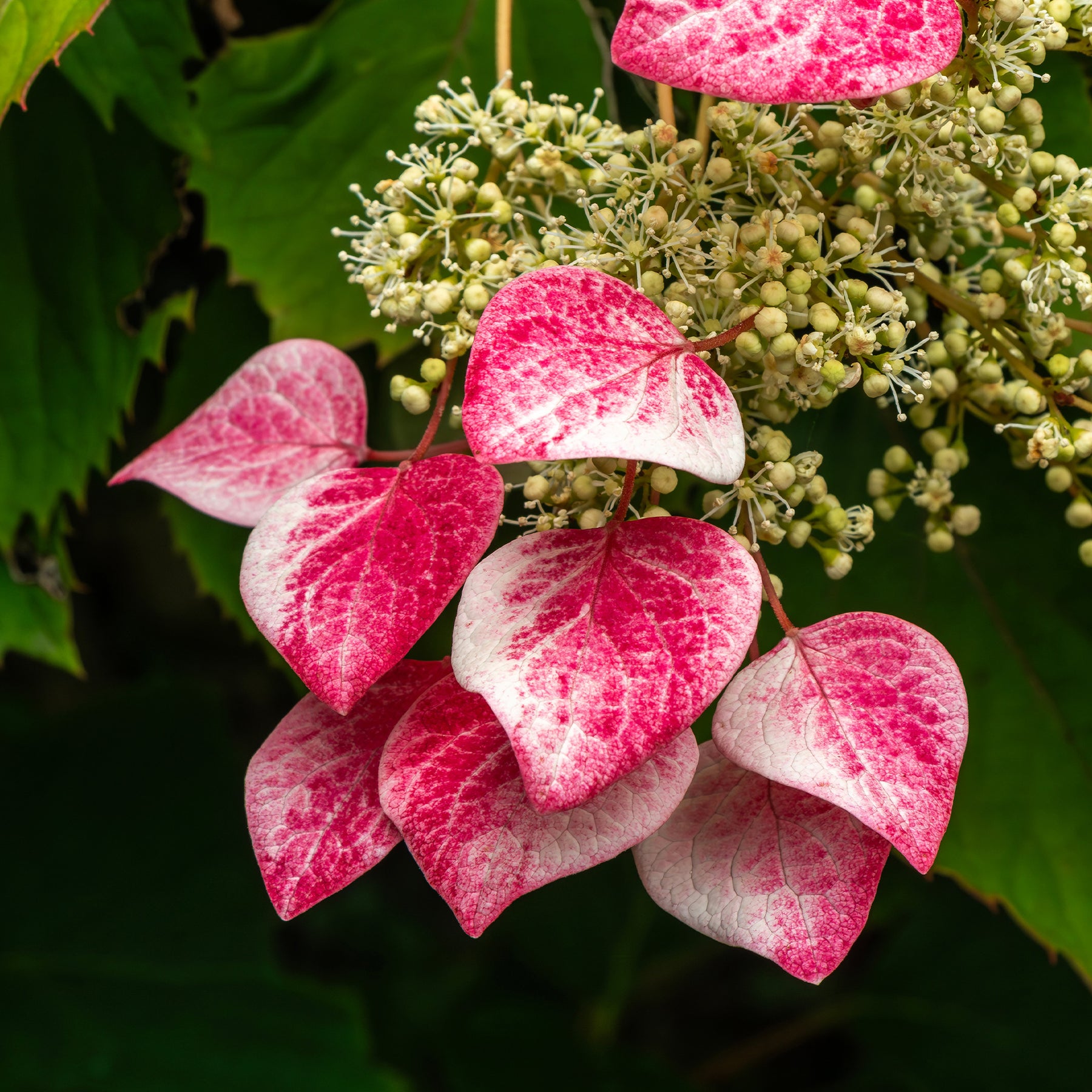 Kletterhortensie 'Roseum' - Schizophragma hydrangeoides Roseum - Willemse