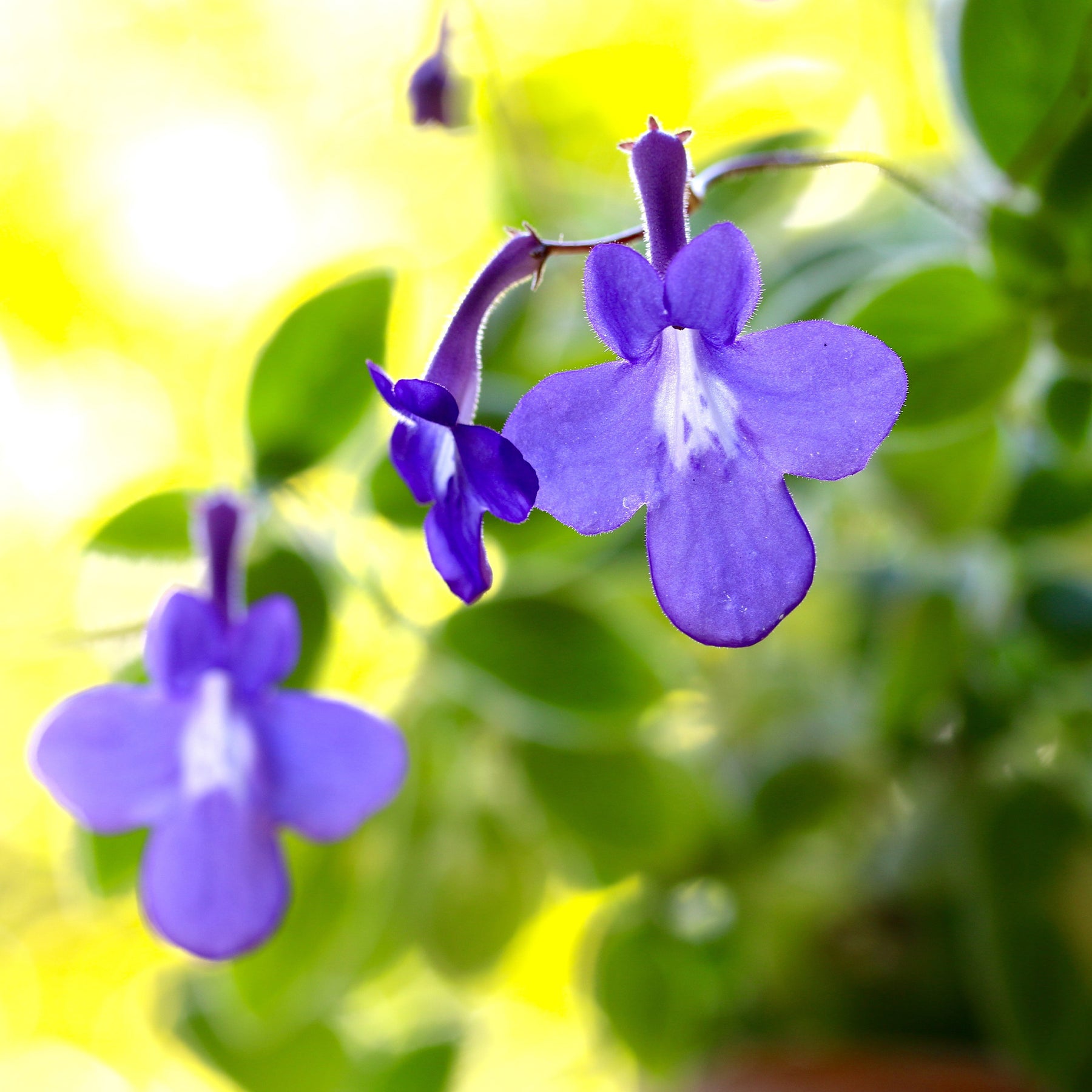 Purpur-Streptocarpus - Willemse