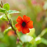 Schwarzäugige Susanne ‘Sunny Susy Brownie’® - Willemse