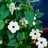 Schwarzäugige Susanne weiß - Thunbergia alata white - Willemse