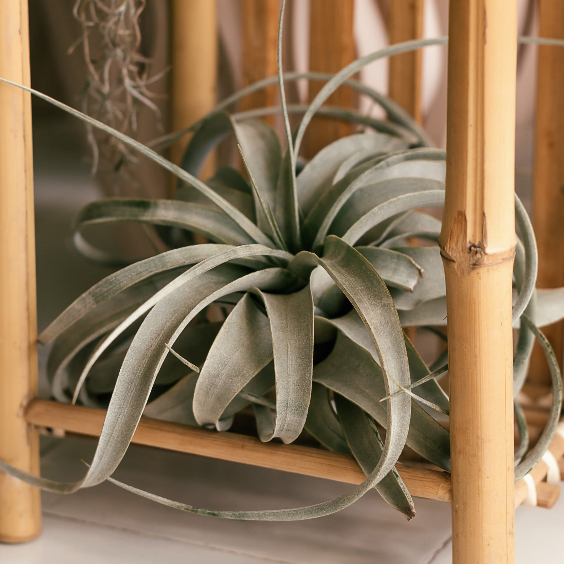 Riesen-Tillandsie / Tillandsia xerographica - Tillandsia xerographica - Willemse