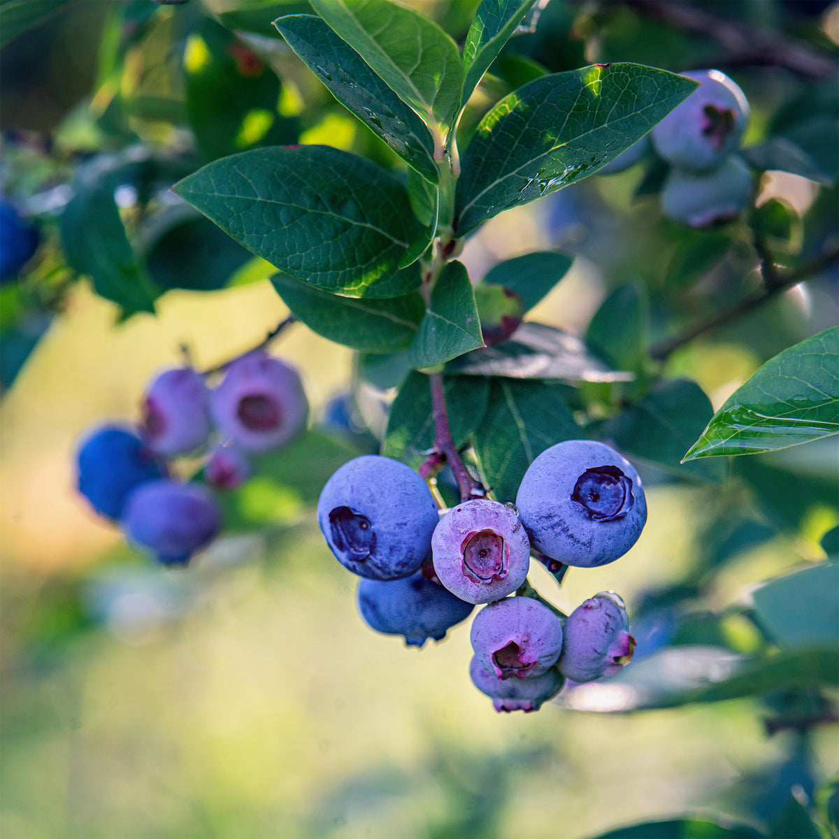 Amerikanische Heidelbeere 'Bluecrop - Vaccinium corymbosum Blue Crop - Willemse