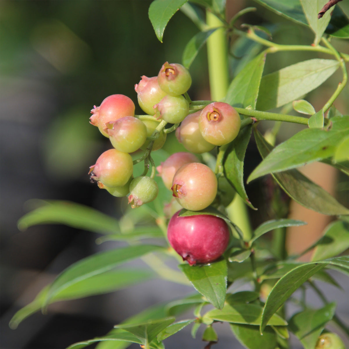 Heidelbeere Pink Lemonade - Vaccinium x ashei Pink Lemonade - Willemse