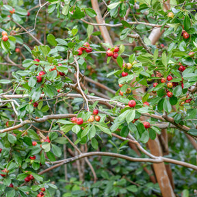Psidium cattleianum - Chinesischer Guavenbaum - Exotische Obstbäume