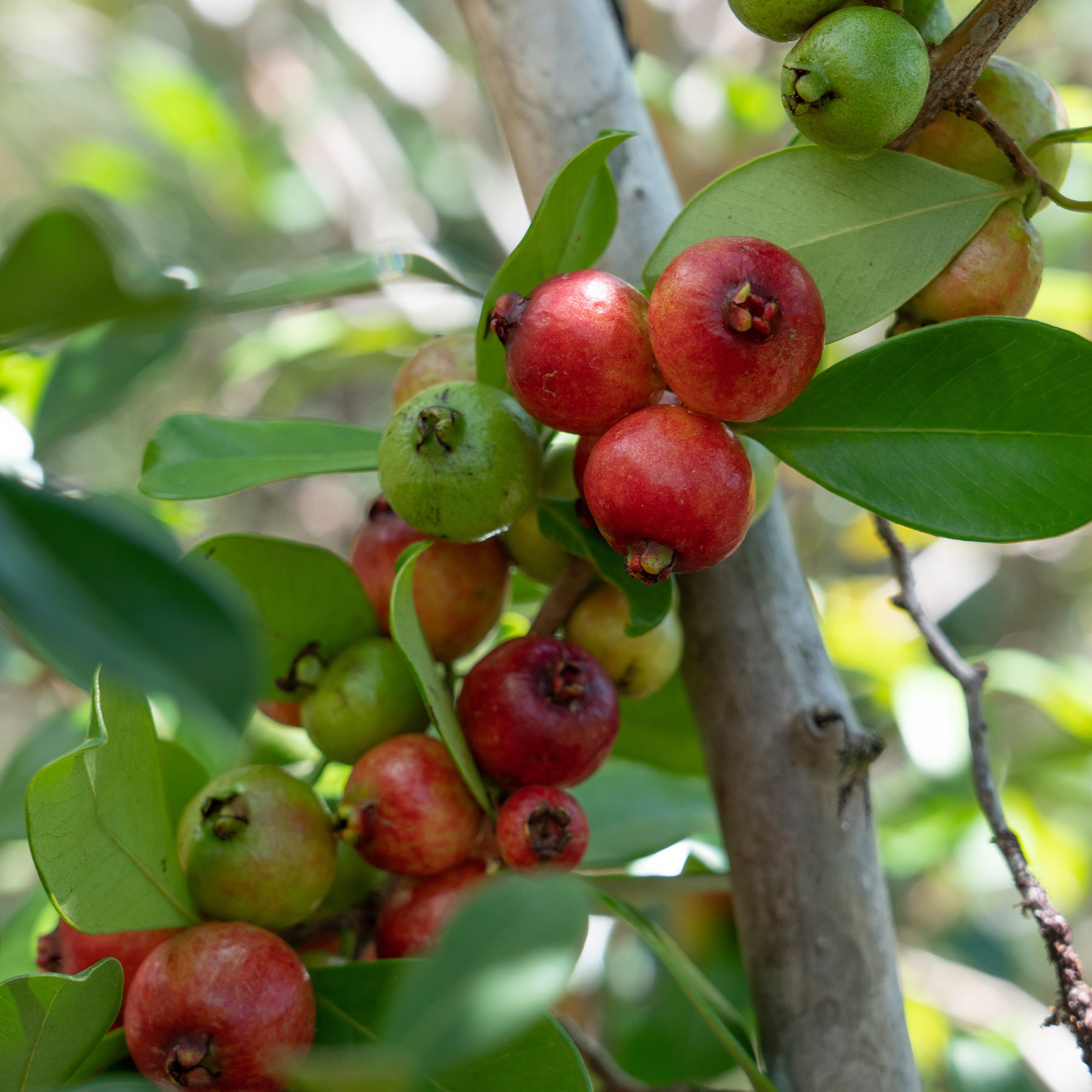 Exotische Obstbäume - Chinesischer Guavenbaum - Psidium cattleianum